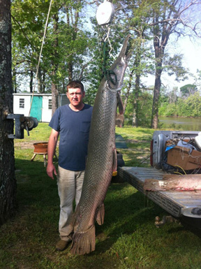 Alligator Gar 1