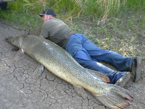 Alligator Gar 2
