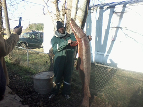 Briggs Alligator Gar 72