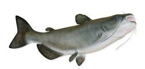 Blue Cat Catfish, catch with this trotline