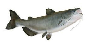 Blue Catfish (" Blue Cat")