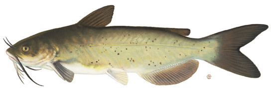 Yellow Catfish ("Yellow Cat")