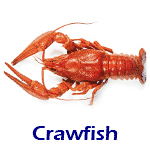 Crawfish