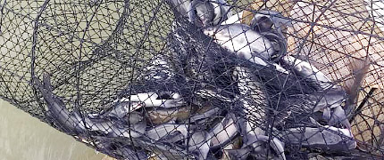 Boat Full of Fish - Fishing Nets & Accessories