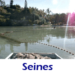 Seines