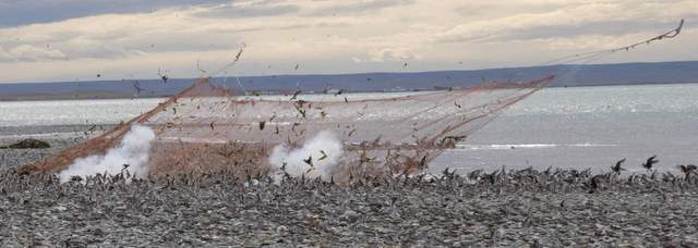 Cannon net being fired