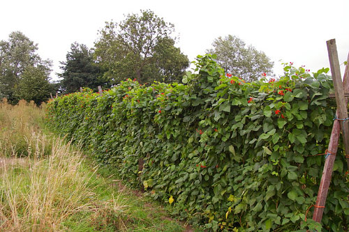 beans on a garden trellis