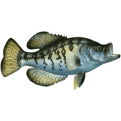 Decorative Crappie, 14 inch long