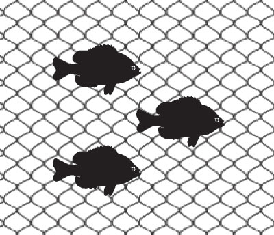 Fish in a net